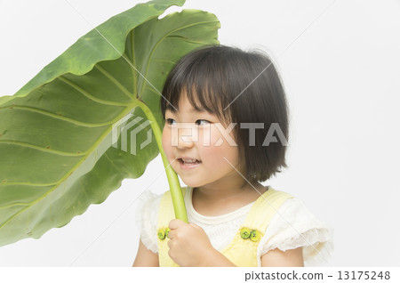Big leaves 13175248