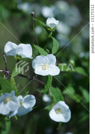 有4個白色珍珠牡蠣Shirayamabuki花瓣。 13175312