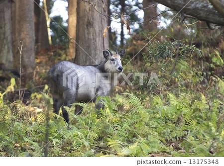 japanese serow, wild animal 13175348