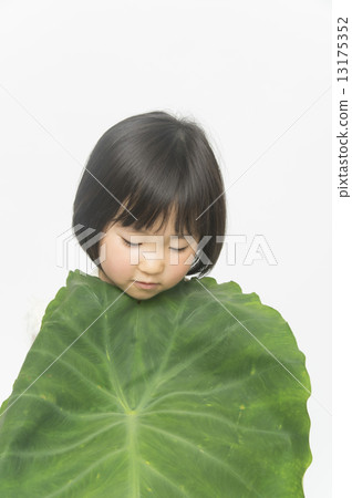 大 13175352
