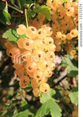 图库照片: white currant fruit