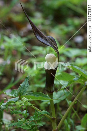 我叫Yuki Ryukyusuki。 我叫Yuki Ryukyusuki。 13175525