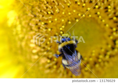 蜜蜂皇冠 13176029