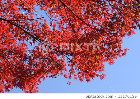 Momiji Momiji 13176159