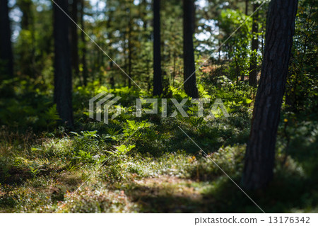 Undergrowth 13176342