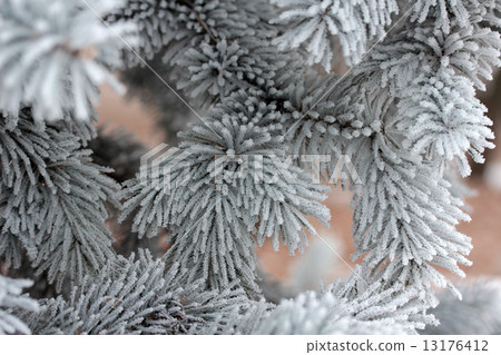 fir branch fir branch 13176412