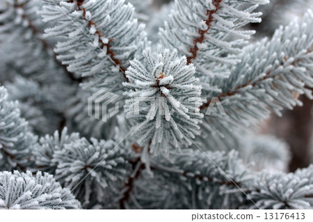 fir branch fir branch 13176413