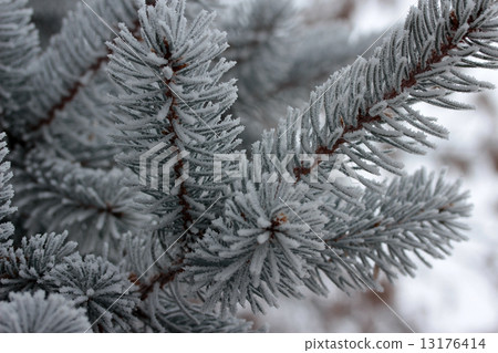 fir branch fir branch 13176414