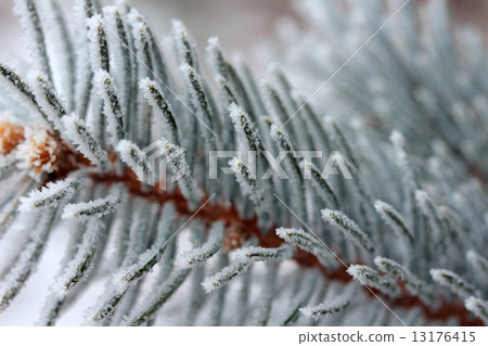 fir branch fir branch 13176415