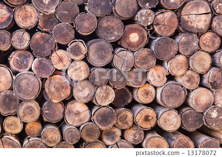 wood log texture background 13178072