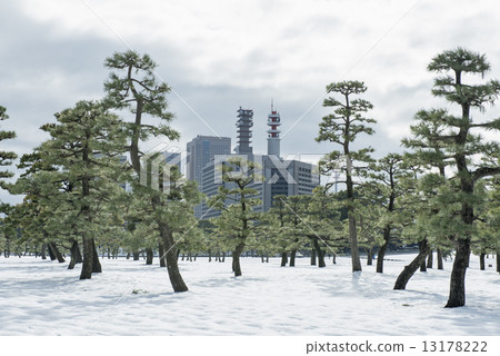 pinetree, black pine, park 13178222