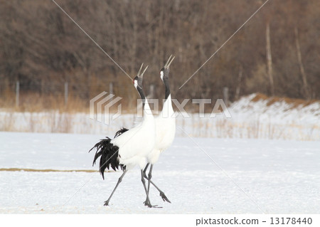 Cranes crowing Cranes crowing 13178440