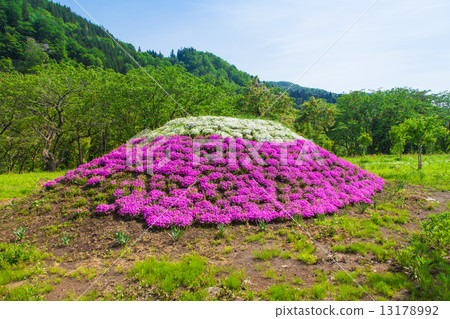 Shibazakura像富士山 13178992