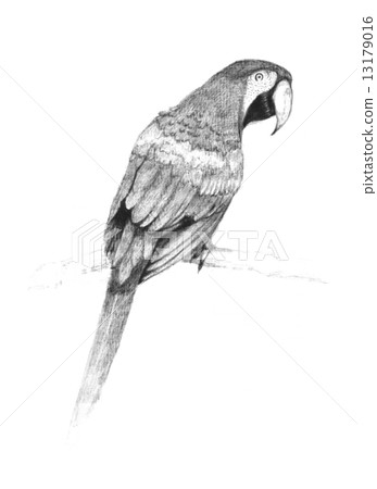 35 Latest Pencil Macaw Bird Drawing Creative Things 