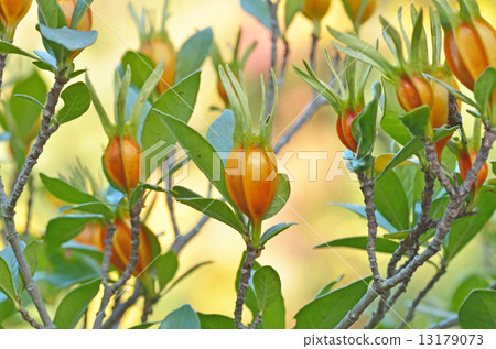 梔子果實 13179073