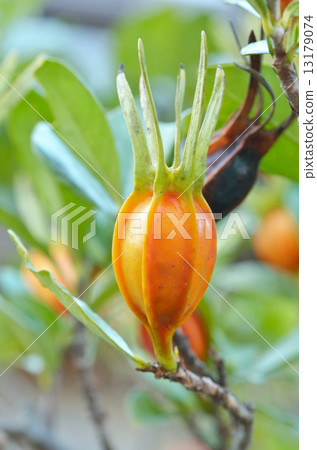 梔子果實 13179074