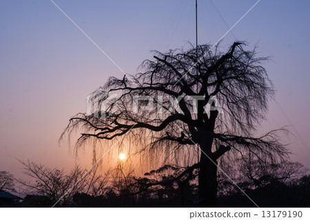 Maruyama Park Gion品牌櫻花 Maruyama Park Gion品牌櫻花 13179190