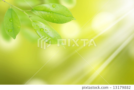 green leaf with drops of water with natural background 13179882