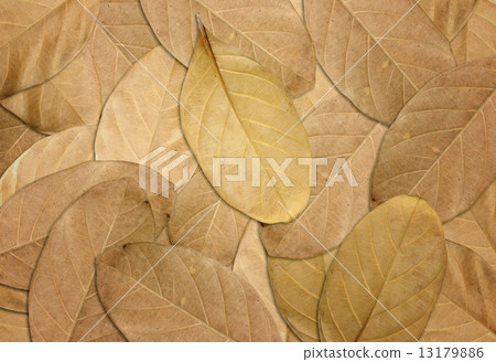 Dry leaves autumn background 13179886