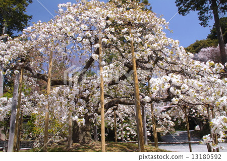 Kyoto, a thousand eye cherry blossoms called full of cherry blossoms in Ohara-shrine (full bloom) / about 70 years old 13180592