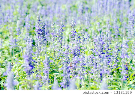 Mealy Cap Sage or Blue Salvia (Salvia farinacea Benth.) Flowers Field Background. 13181199