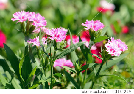 Pink Dianthus (Dianthus chinensis) on Natural Background. 13181299