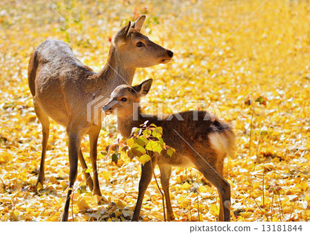 Deer parent and child Nara 13181844