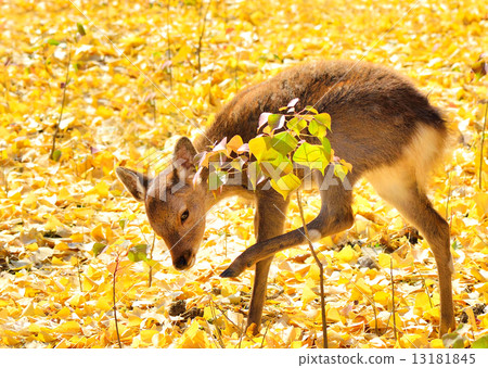 Gingko's fallen leaves and fawn 13181845