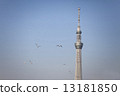 天空樹和海鷗 天空樹和海鷗 13181850