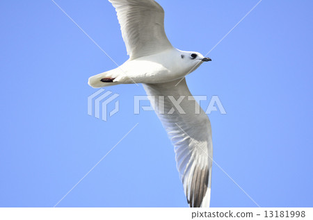 Zuka gulls flying Zuka gulls flying 13181998