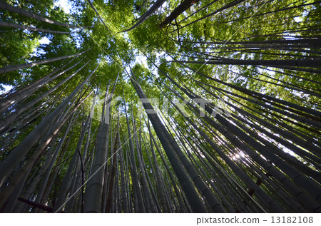 Bamboo grove, bamboo forest 13182108