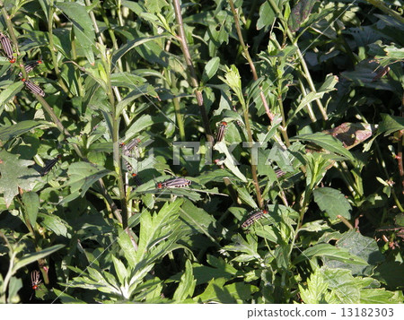 Himehime bean 13182303