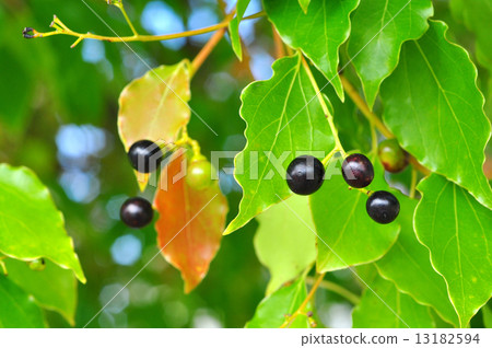 Camphor tree Camphor tree 13182594