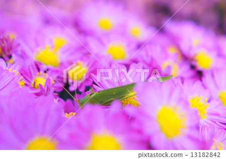 Zaru菊花和竹筍 Zaru菊花和竹筍 13182842