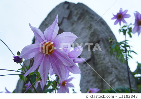 Teioudaria Teioudaria 13182848