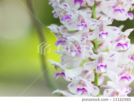 Rhynchostylis gigantea. Rhynchostylis gigantea. 13182980