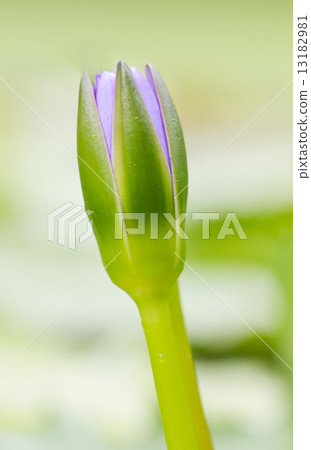 Boom purple water lily. 13182981