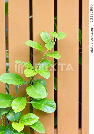Ylang-ylang creeper on wooden fence. 13182990
