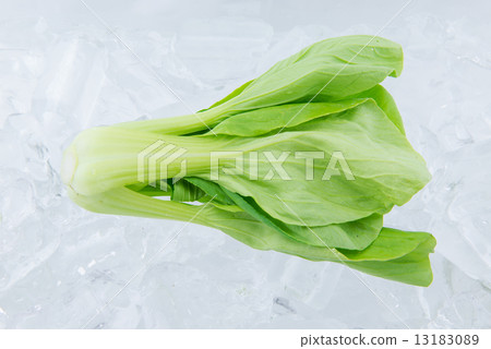 Bok Choy on ice 13183089