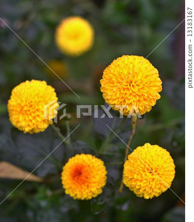 Yellow asters Yellow asters 13183167
