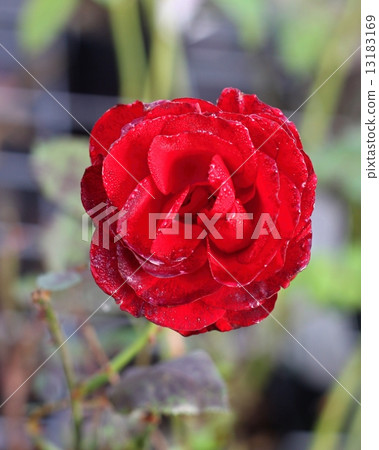 Red rose with raindrops 13183169