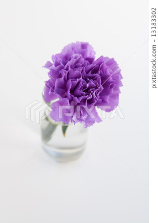 康乃馨(紫色) 康乃馨(紫色) 13183302