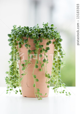 Green Necklace 13183303