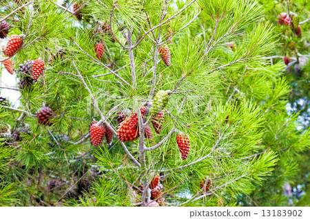 Pine branch with cones.Barcelona 13183902