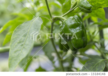 夏天蔬菜青椒 夏天蔬菜青椒 13184148