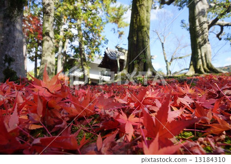 Autumn leaves 13184310