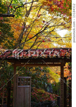 Autumn leaves 13184312