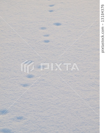 長野縣霧峰高原雪地上的腳印 長野縣霧峰高原雪地上的腳印 13184376