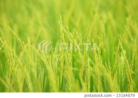 Rice Farm Rice Farm 13184879