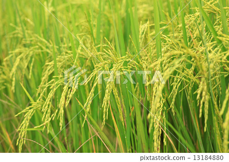 Rice Farm Rice Farm 13184880